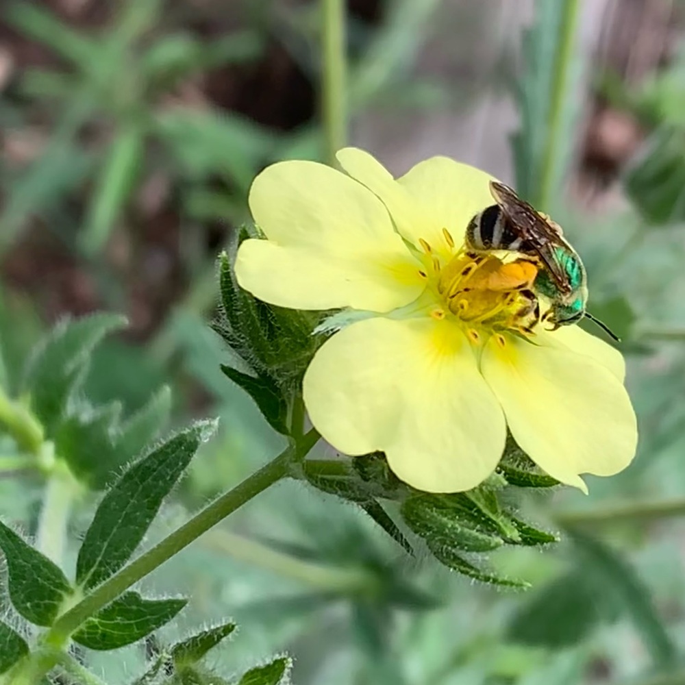 Meet your Posher, The Little Furrow Bee!  (Allie F.)